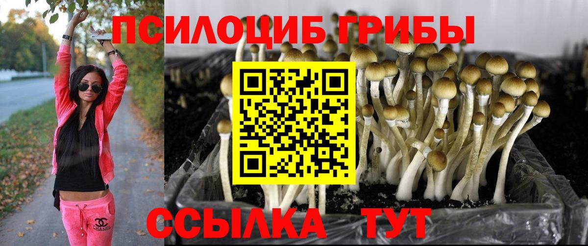 Аксай  Псилоцибиновые грибы Psilocybine cubensis  Вход с VPN 